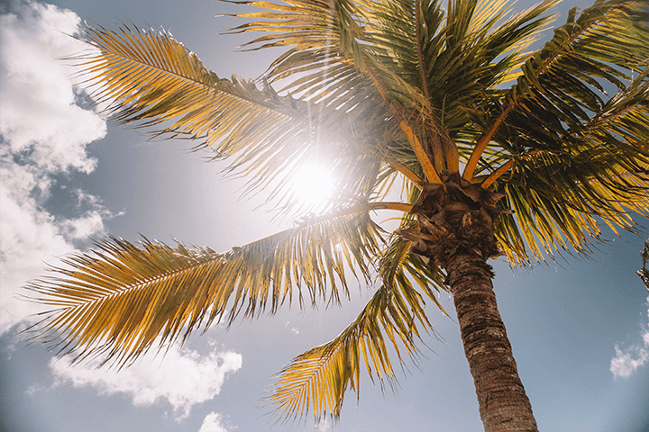 Florida Heat